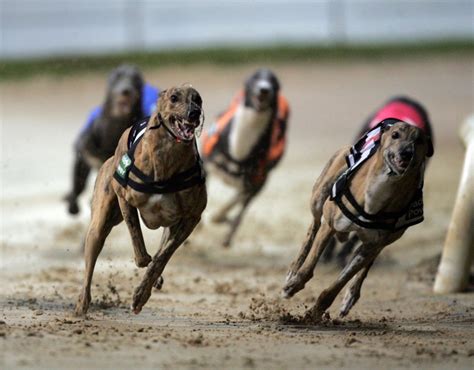 Southland dog racing results today. Things To Know About Southland dog racing results today. 